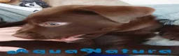 Labrador Retriever perros en venta: Camada LABRADOR RETRIEVER chocolate - AQUANATURA en Barcelona - Anuncio 4