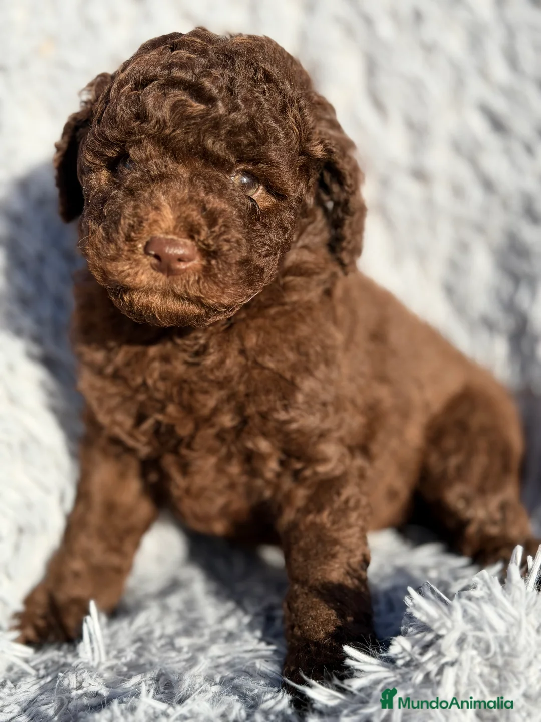 Caniche Enano perros en venta: Caniche enano chocolate  - Anuncio 3