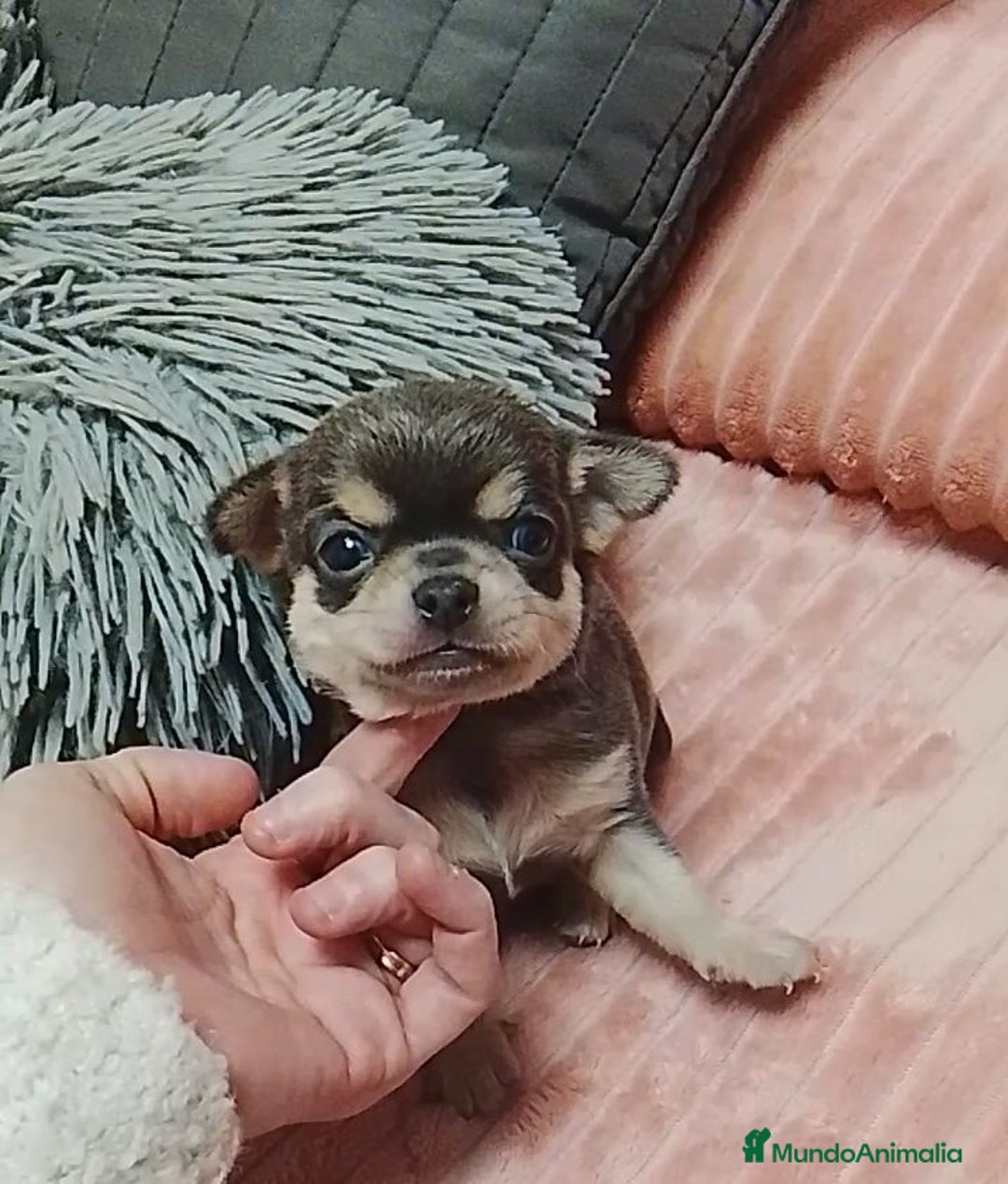 Chihuahua perros en venta: Chihuahuas cabeza de manzana - Anuncio 2