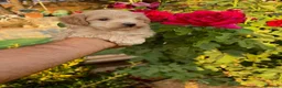 Maltipoo perros en venta: Maltipoo macho infórmate sin compromiso  - Anuncio 2