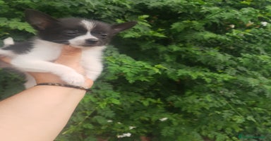 Chihuahua perros - Anuncio 15