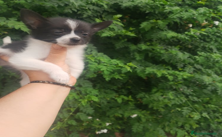 Chihuahua perros - Anuncio 3