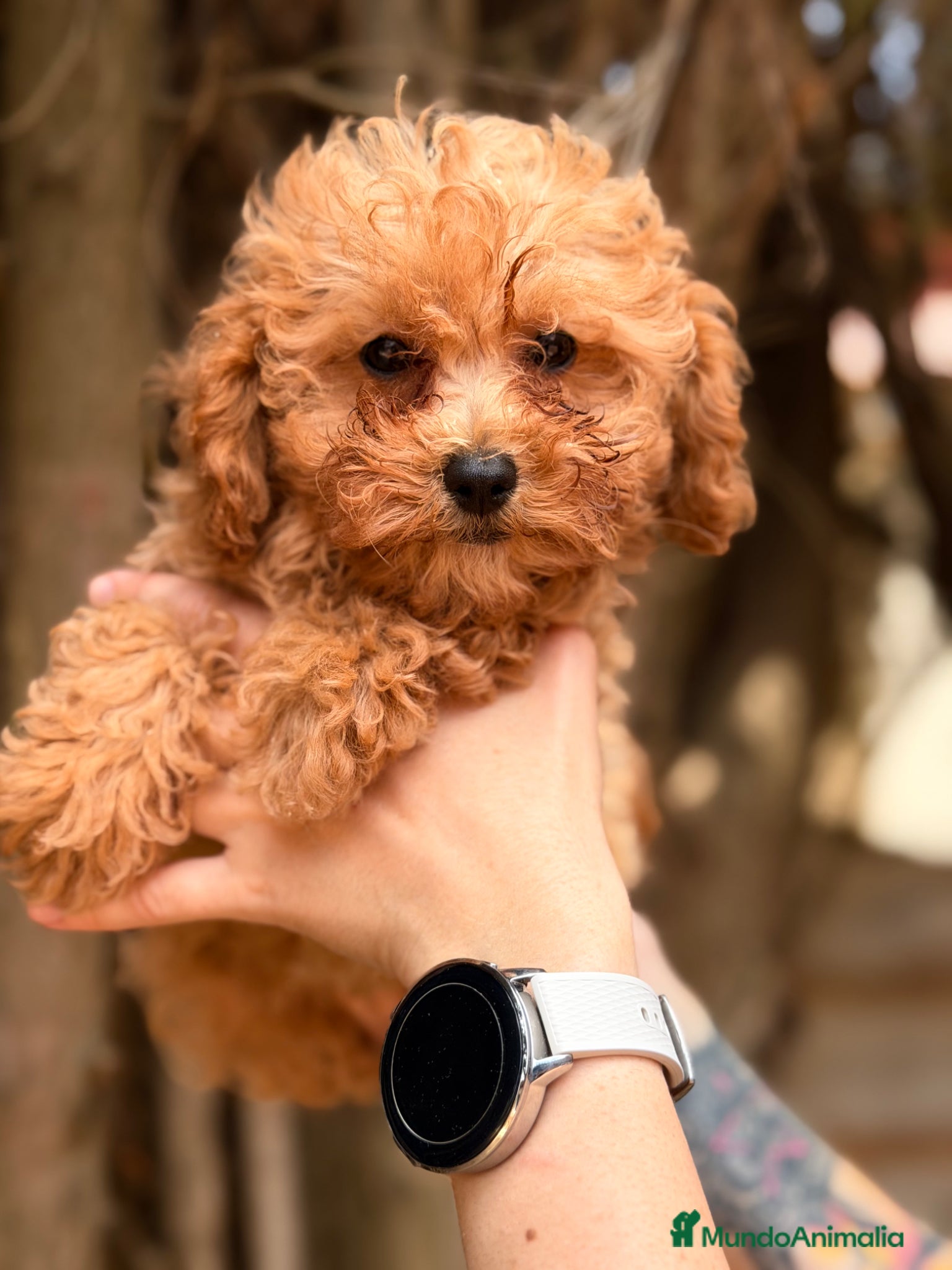 Caniche Toy perros en venta: Caniche Toy hembra  - Anuncio 7