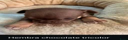 Chihuahua perros en venta: Chihuahuas de alta calidad  - Anuncio 5