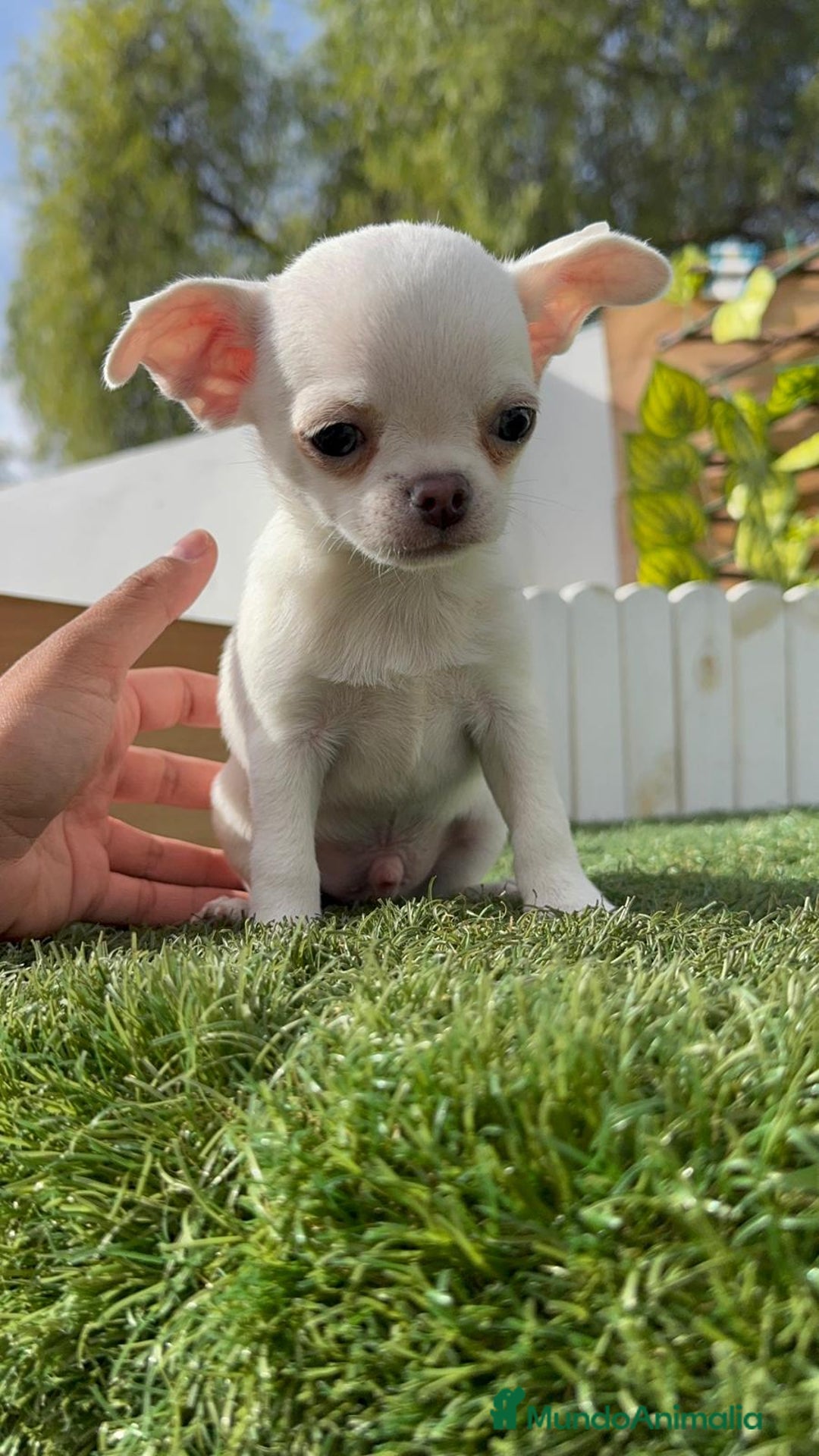 Chihuahua perros en venta: CHIHUAHUA MACHO - Imagen 18