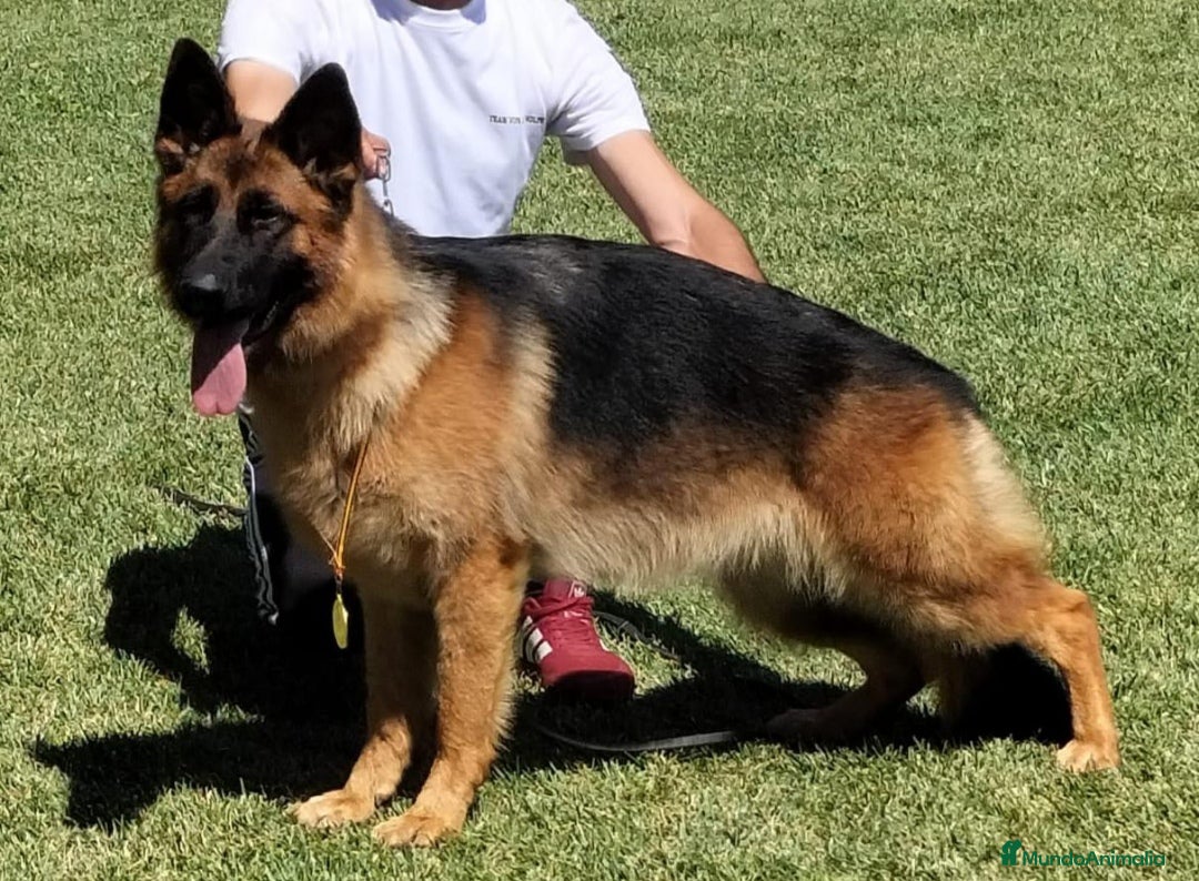 Pastor Alemán perros Tuno de Los Malvares - Anuncio 1