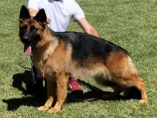 Pastor Alemán perros Tuno de Los Malvares - Anuncio 1