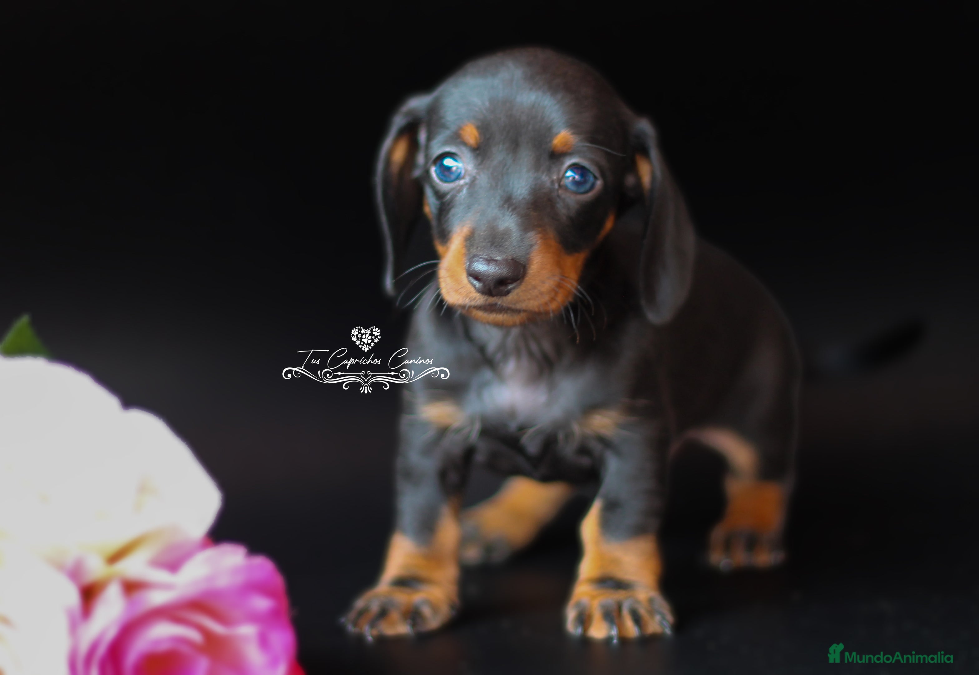 Teckel perros Hembra teckel negro y fuego  en Cantabria - Anuncio 13