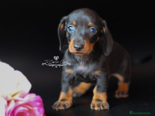 Teckel perros en Cantabria - Anuncio 24