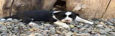 Border Collie negra