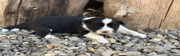Border Collie perros en venta: 🐾🐾Border Collie con pedigree – 5 hembras🐾🐾 - Anuncio 7