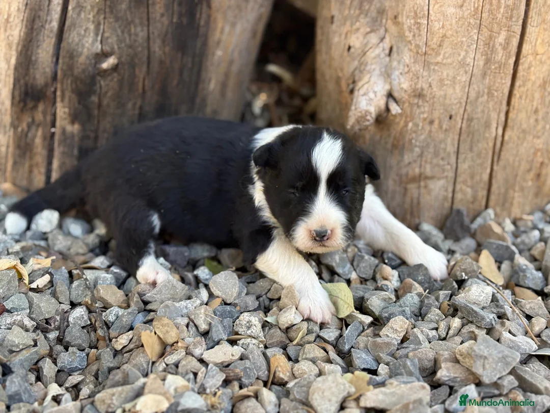 Border Collie perros en venta: 🐾🐾Border Collie con pedigree – 5 hembras🐾🐾 - Anuncio 7