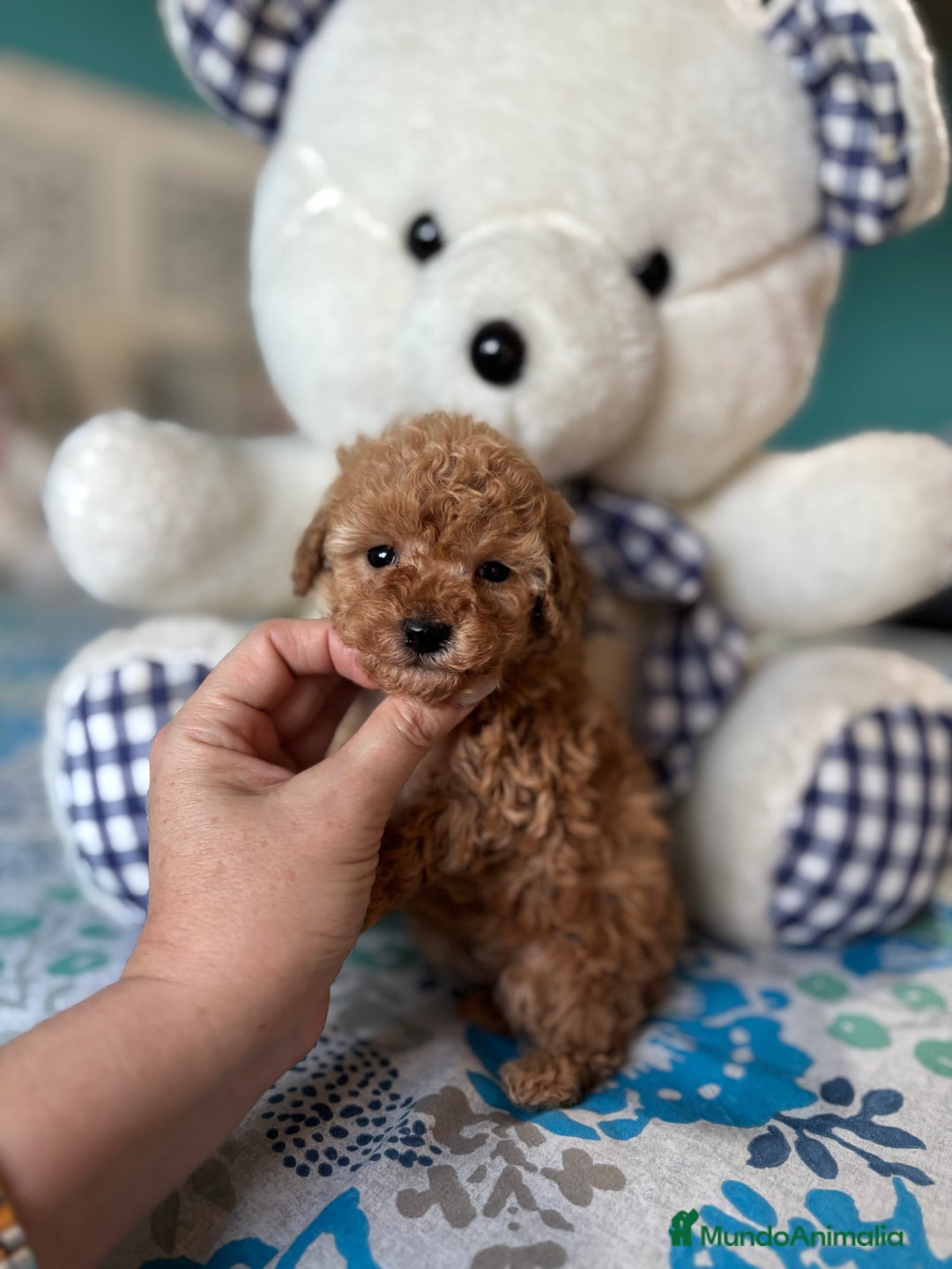 Caniche Toy perros en venta: Caniche Toy Apricot Hembra disponible  - Anuncio 5