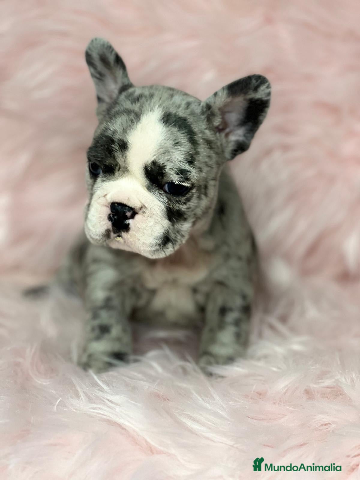 Bulldog Francés perros Bulldog merle hembra  en Barcelona - Anuncio 2