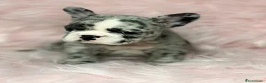 Bulldog Francés Cachorro 1