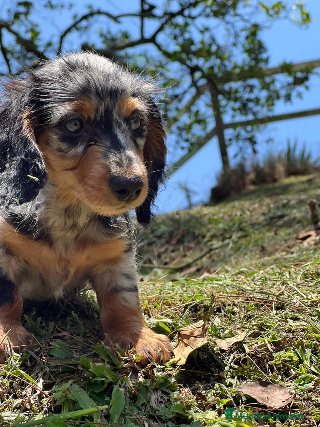 Teckel Miniatura perros en venta: TECKEL TODA ESPAÑA  - Anuncio 4