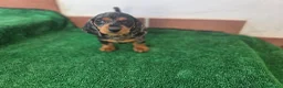 Teckel Miniatura perros en venta: TECKEL MINI ARLEQUIN - Anuncio 3