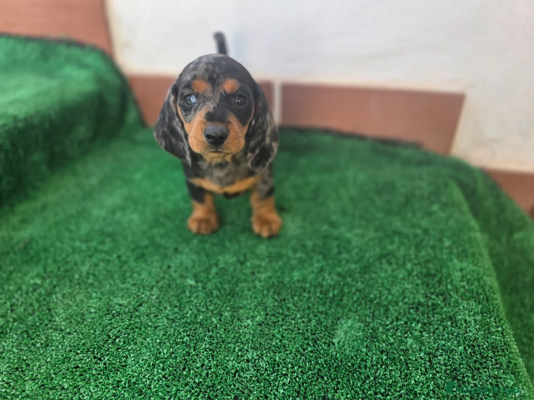 Teckel Miniatura perros en venta: TECKEL MINI ARLEQUIN - Anuncio 3