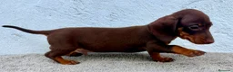 Teckel Miniatura perros en venta: Teckel chocolate kaninchen  - Anuncio 12