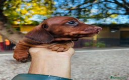 Teckel Miniatura perros en venta: Teckel Canichen Campeón del Mundo - Imagen 1