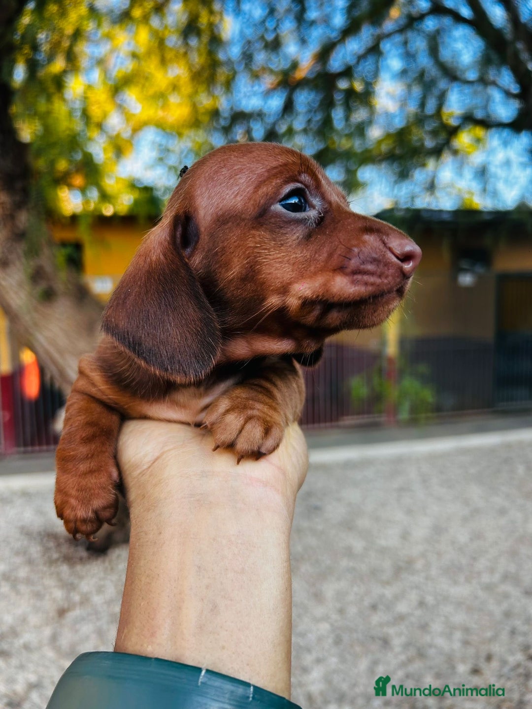 Teckel Miniatura perros en venta: Teckel Canichen Campeón del Mundo - Imagen 1