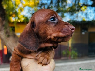 Teckel Miniatura perros - Anuncio 1