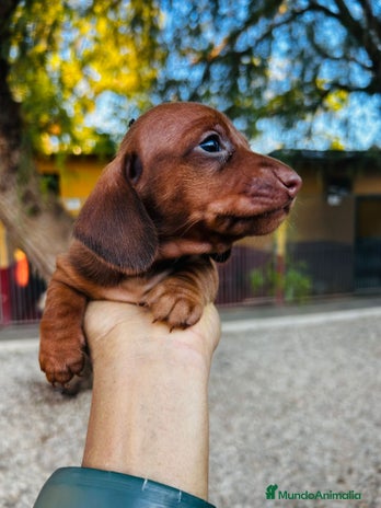 Teckel Miniatura perros - Anuncio 1