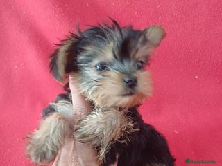 Yorkshire Terrier perros - Anuncio 9