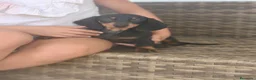 Teckel Miniatura perros en venta: Teckel Mini Negra y Fuego hembra disponible  - Anuncio 13
