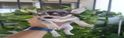 Chihuahua perros en venta: Chihuahua  - Anuncio 12