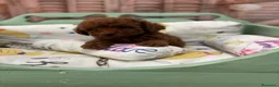 Caniche Toy perros en venta: Caniche Toy con muy buena solidificación de color! - Anuncio 1