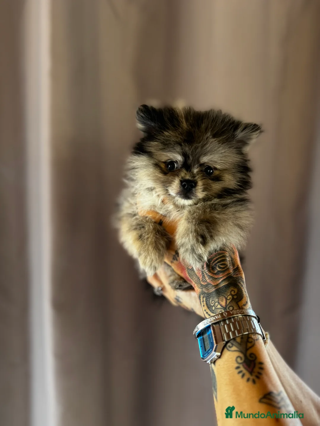 Pomerania perros en venta: Pomerania de calidad superior en Illes Balears - Anuncio 4