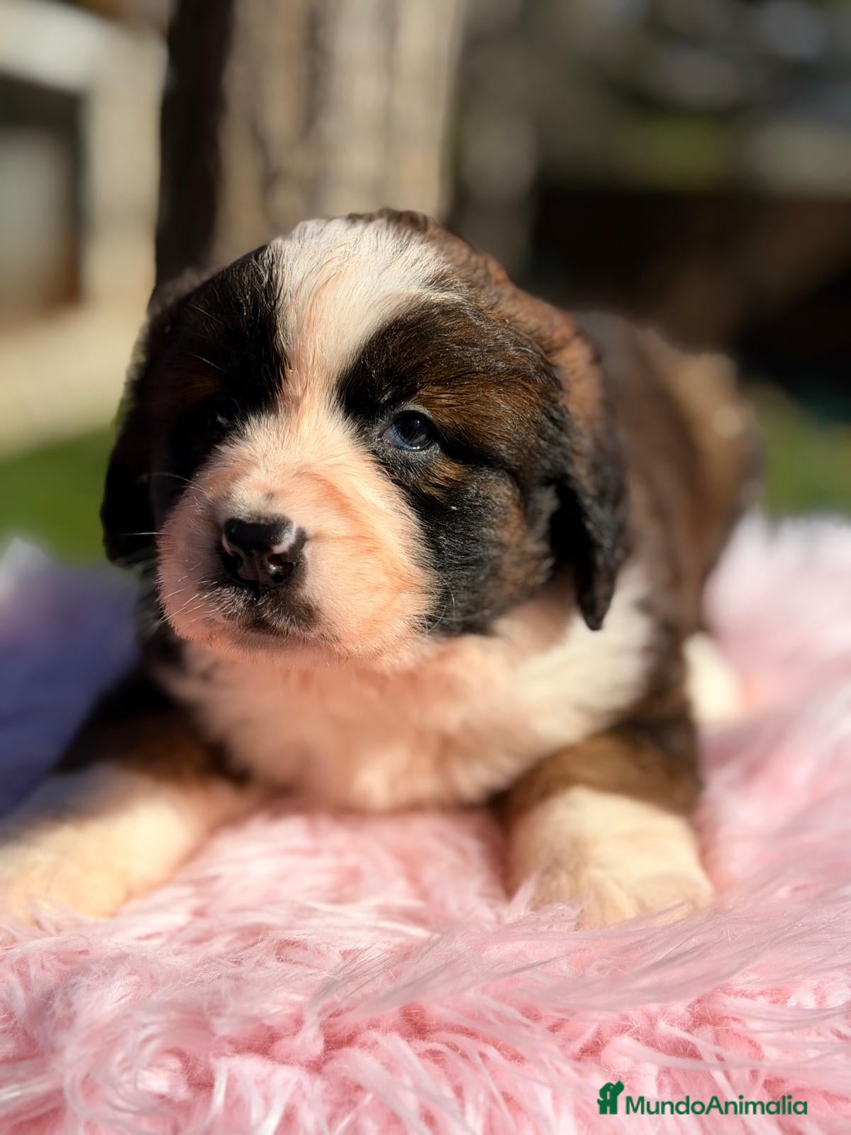 Raza Mixta perros SAN BERNES  - Anuncio 1