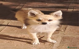 Pomerania perros en venta: Pomeranian  - Imagen 2