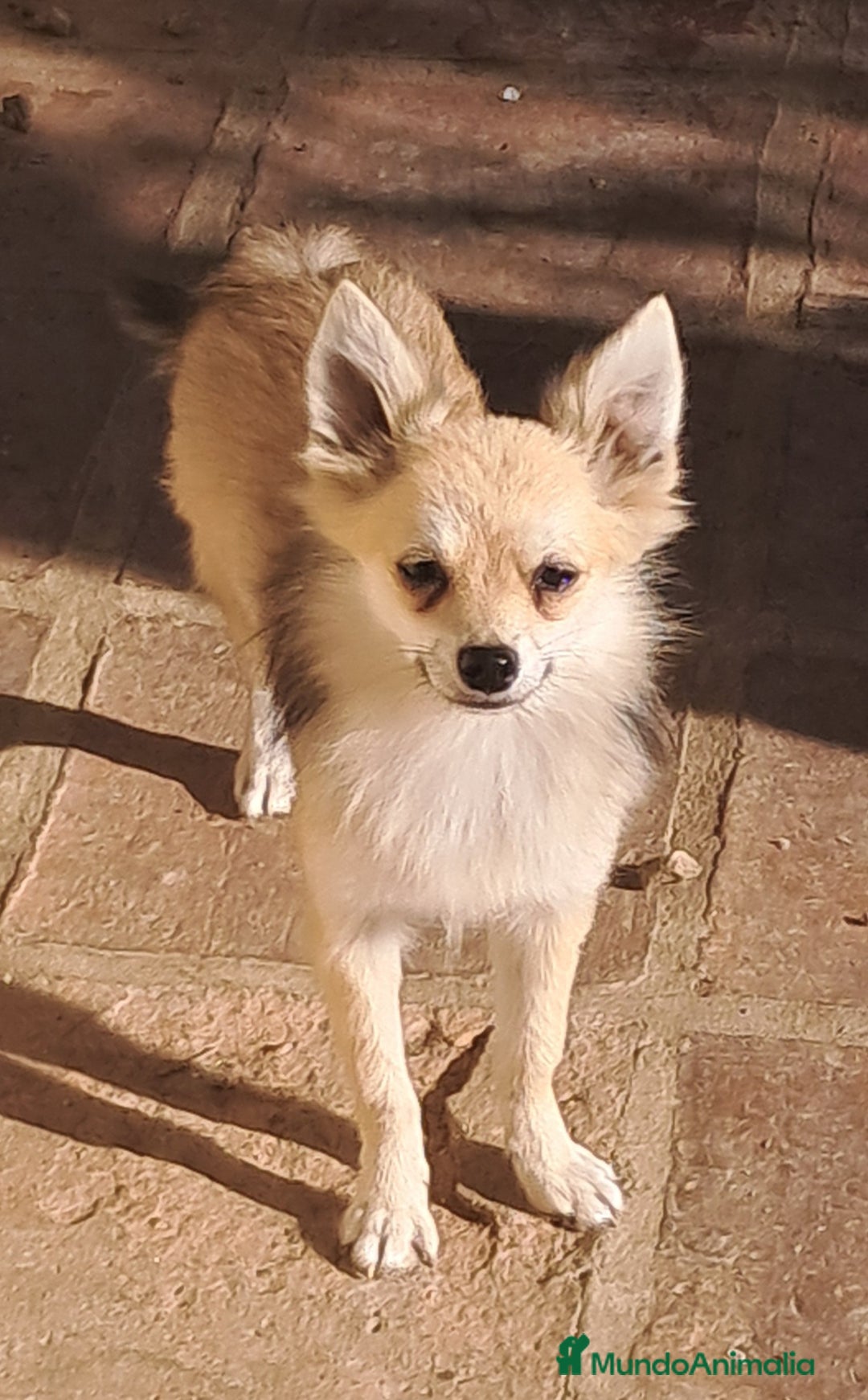 Pomerania perros en venta: Pomeranian  - Imagen 2