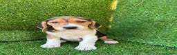 Beagle perros en venta: Beagle cachorros  en Ciudad Real - Anuncio 1
