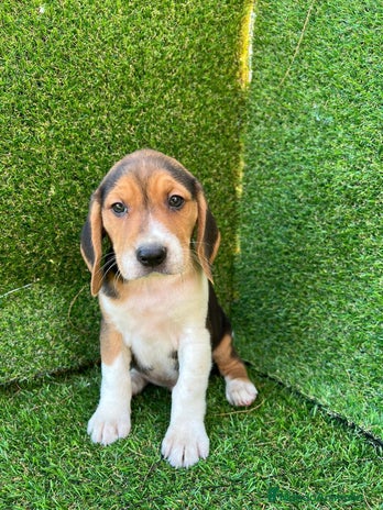 Beagle perros en Ciudad Real - Anuncio 7