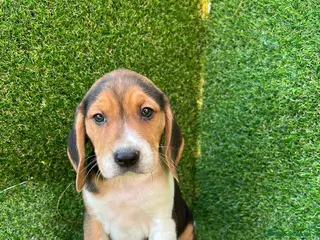 Beagle perros Beagle cachorros en Ciudad Real - Anuncio 37