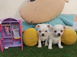 Chihuahua perros - Anuncio 4