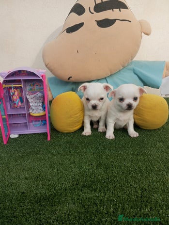 Chihuahua perros - Anuncio 2
