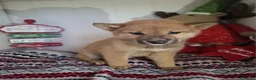 Shiba Inu perros en venta: SHIBA INU - Anuncio 1