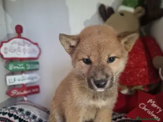 Shiba Inu perros SHIBA INU - Anuncio 4