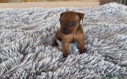 Pinscher Miniatura perros en venta: Mini Pincher hembra - Imagen 1
