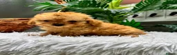 Caniche Toy perros en venta: CANICHE TOY - Anuncio 8