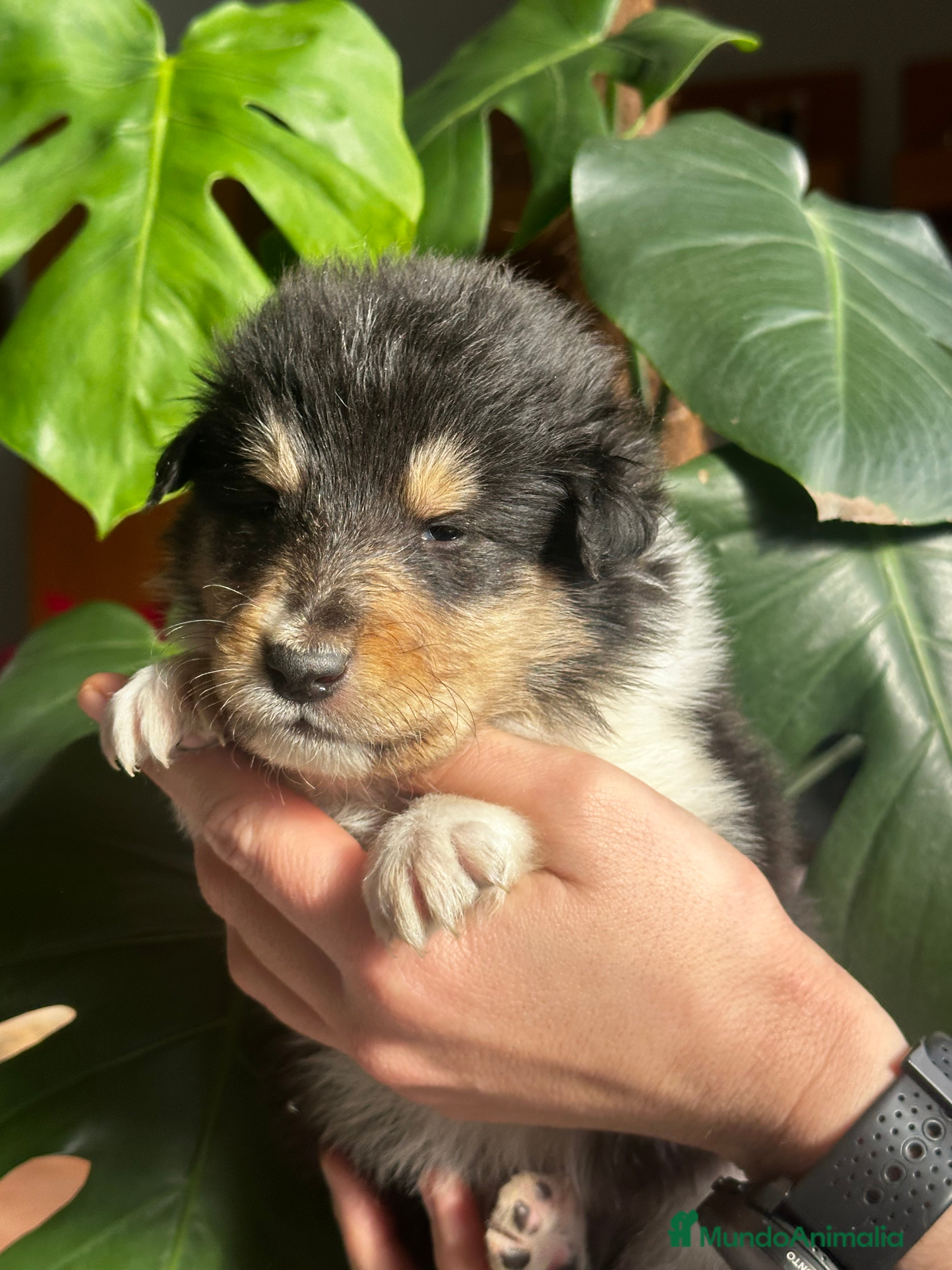 Collie de Pelo Largo perros Rough collie - Anuncio 2