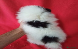 Pomerania perros en venta: Pomerania Panda Mini  - Imagen 3