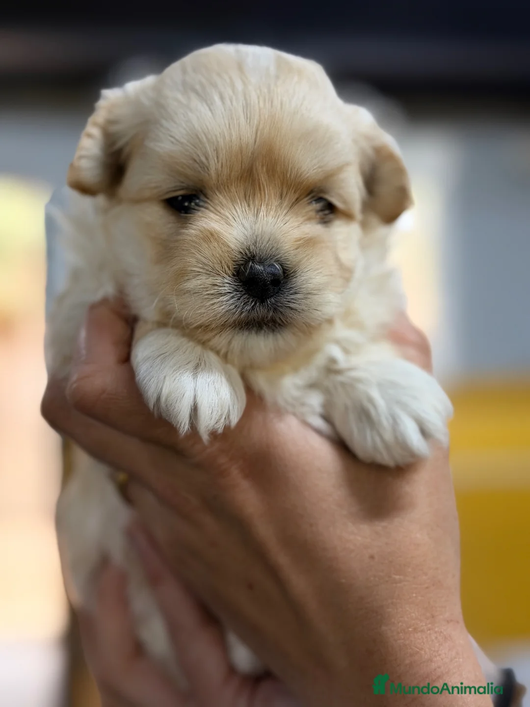 Maltipoo perros en venta: Maltipoo Toy  - Anuncio 1