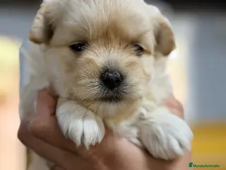 Maltipoo perros Maltipoo Toy - Anuncio 4