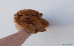 Caniche Toy perros en venta: CANICHE TOY - Imagen 1