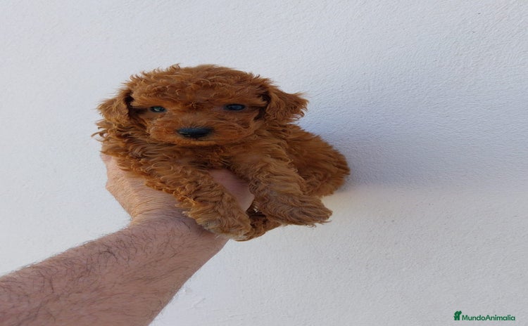 Caniche Toy perros - Anuncio 1